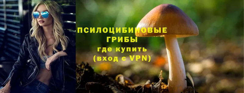 Галлюциногенные грибы Psilocybine cubensis  Сосновый Бор 